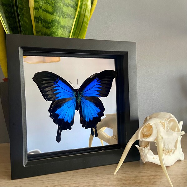 SPIEGEL Blauer Berg Schwalbenschwanz Schmetterling Präparat Papilio Ulysses, Tarotkarte Hintergrund