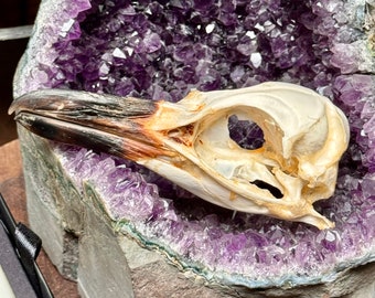 Taxidermy Magellanic Penguin Skull