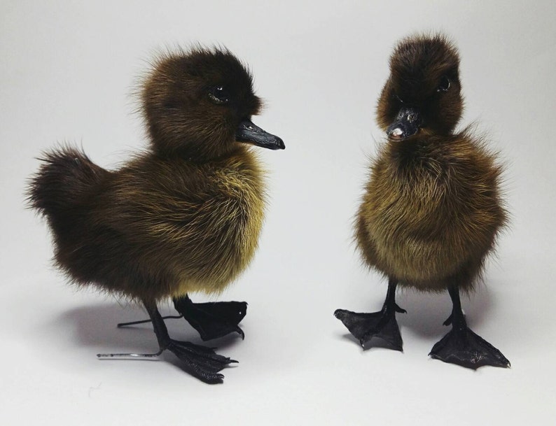 Taxidermy black duckling \u00d710