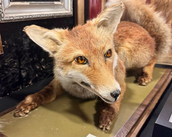 Taxidermy Fox full mount on natural base
