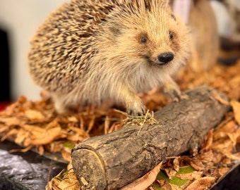 Taxidermy real Hedgehog cute