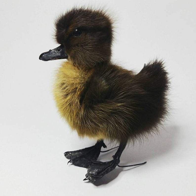 Taxidermy black duckling \u00d710