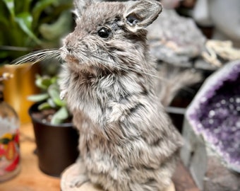 Taxidermy Chinchilla