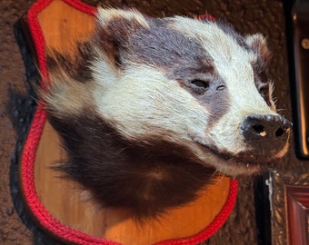 Taxidermy Badger wall mount