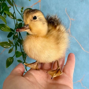 Taxidermy yellow Duckling image 4