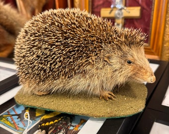 Taxidermy real Hedgehog cute