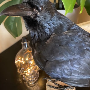 Taxidermy Crow image 3