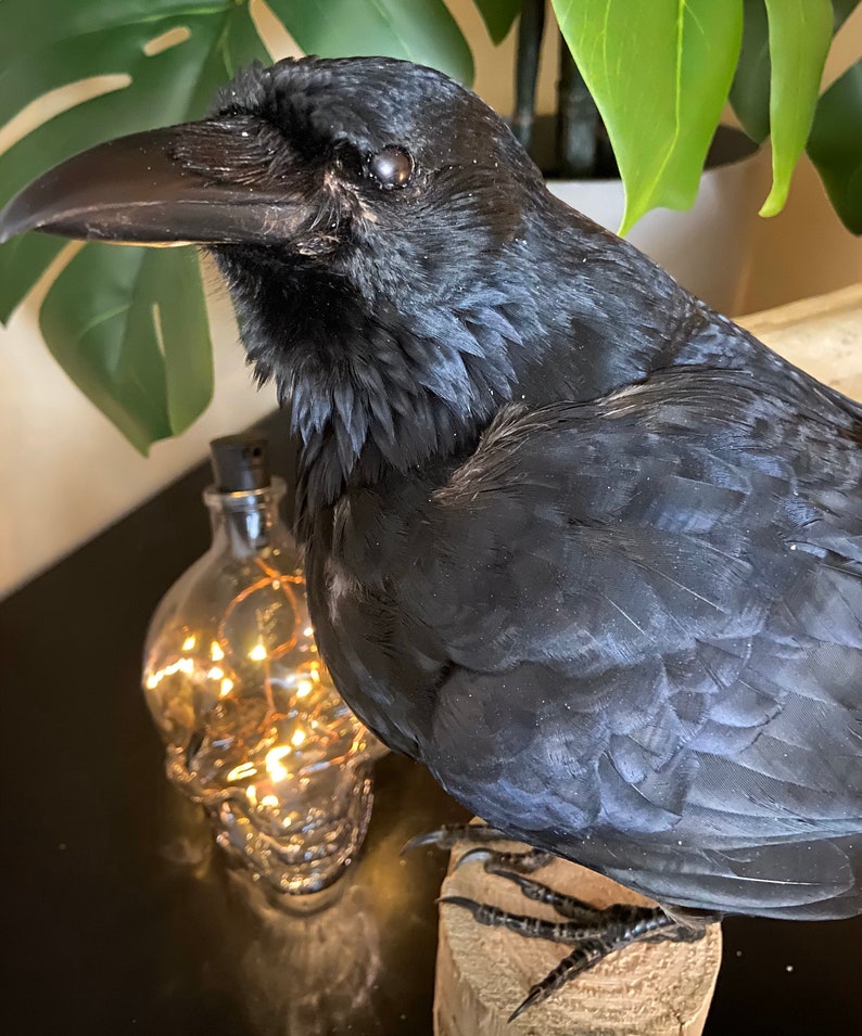 Taxidermy Crow image 3