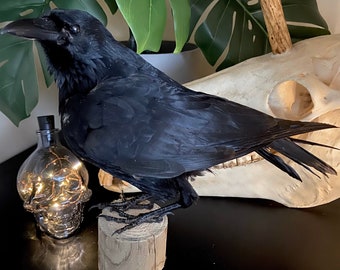 Taxidermie corbeau