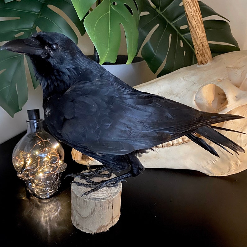 Taxidermy Crow image 1