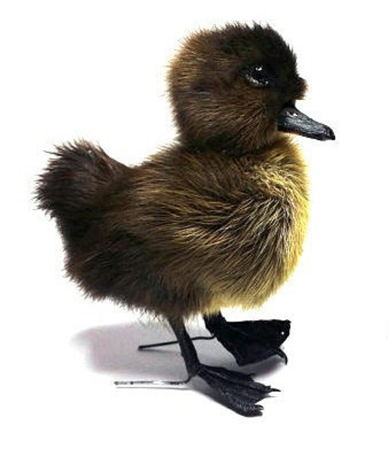 Taxidermy black duckling \u00d710