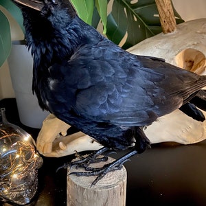 Taxidermy Crow image 4
