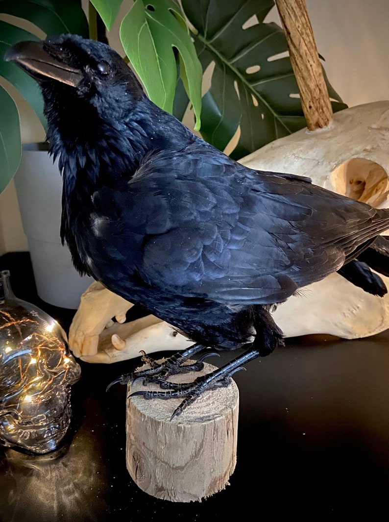 Taxidermy Crow image 4
