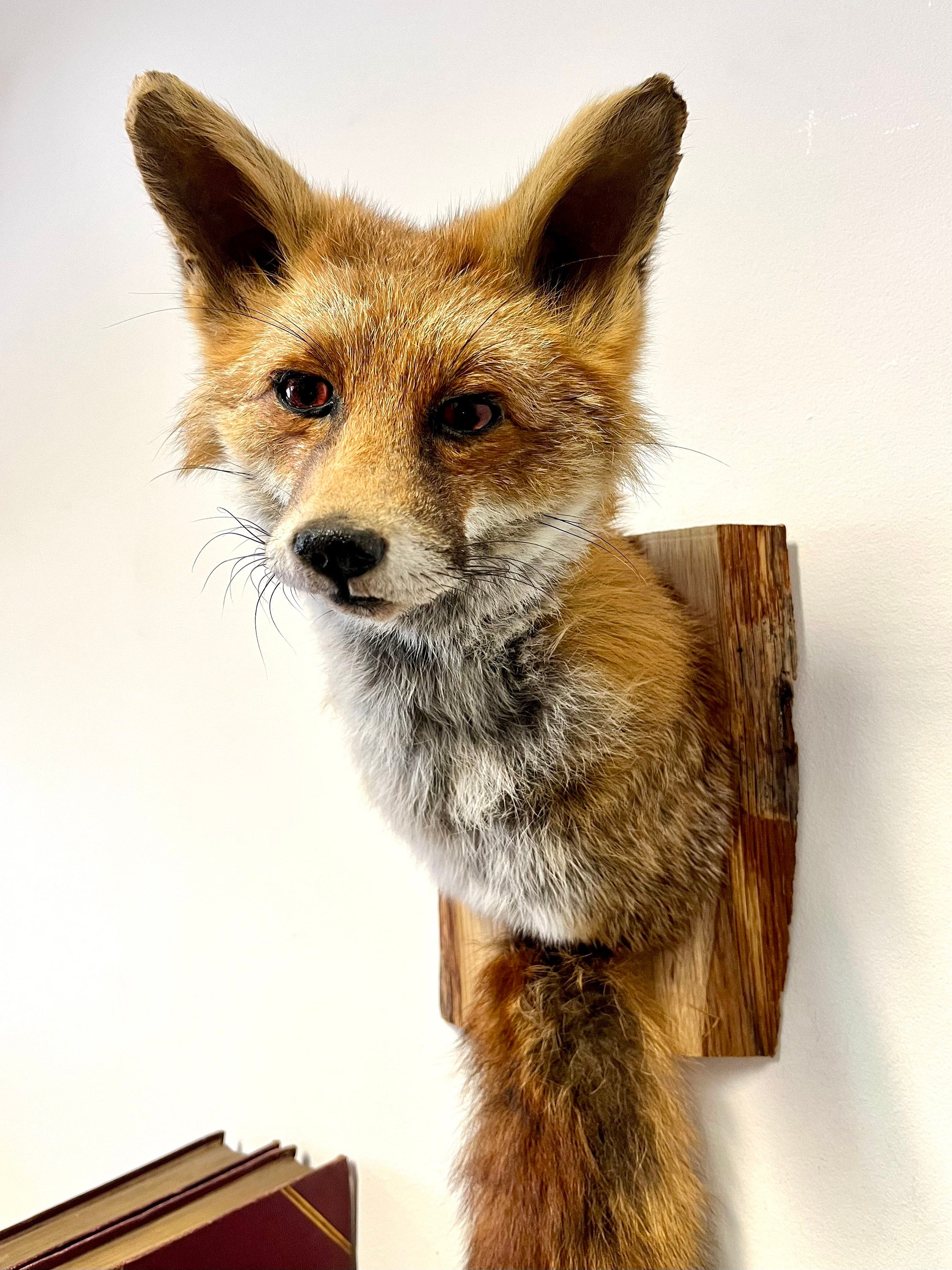 stuffed fox for sale