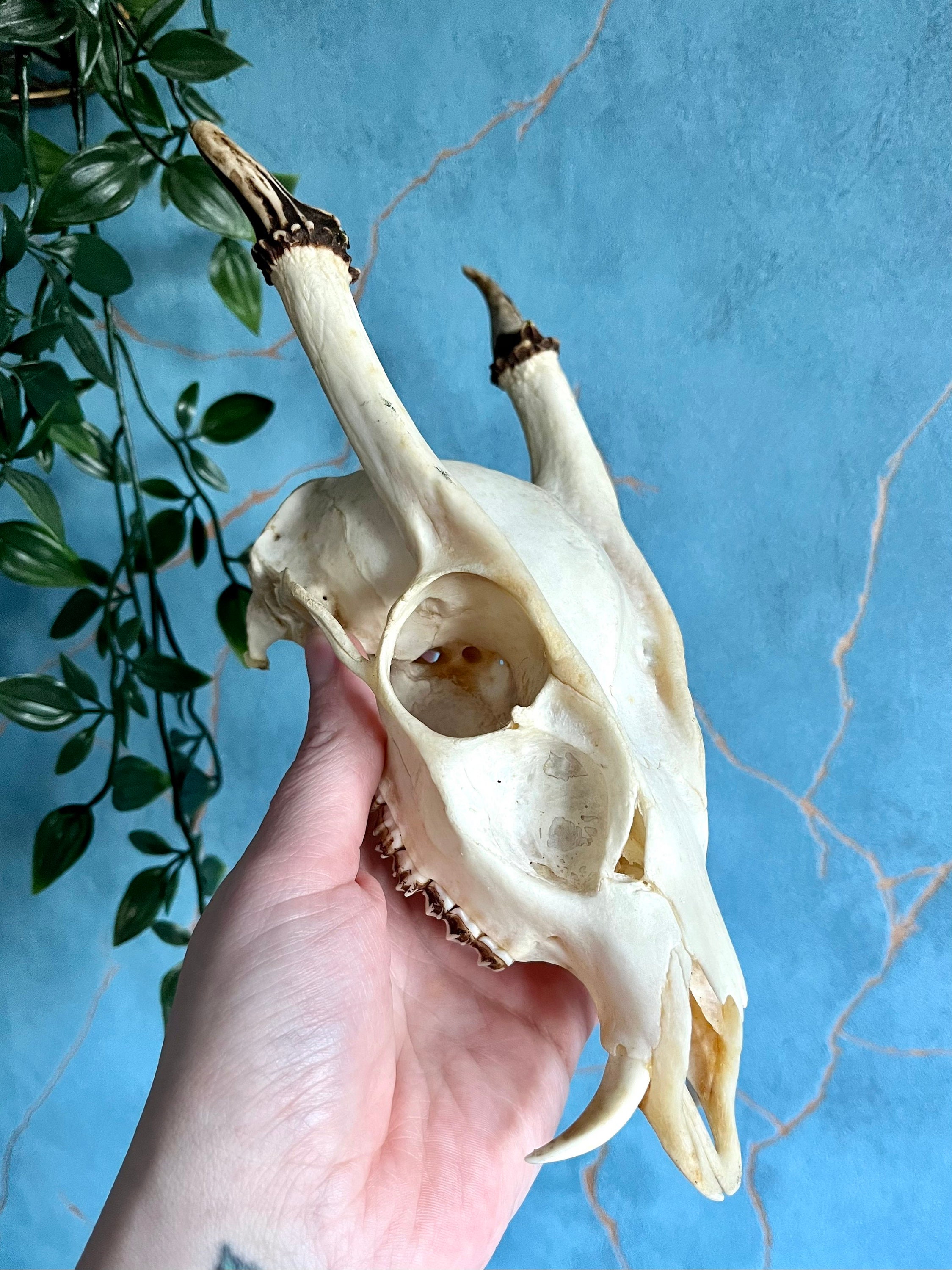 Taxidermy Muntjac Skull - Etsy Hong Kong