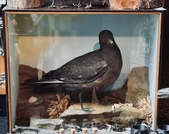 Taxidermy Artic Skua in vintage case seabird