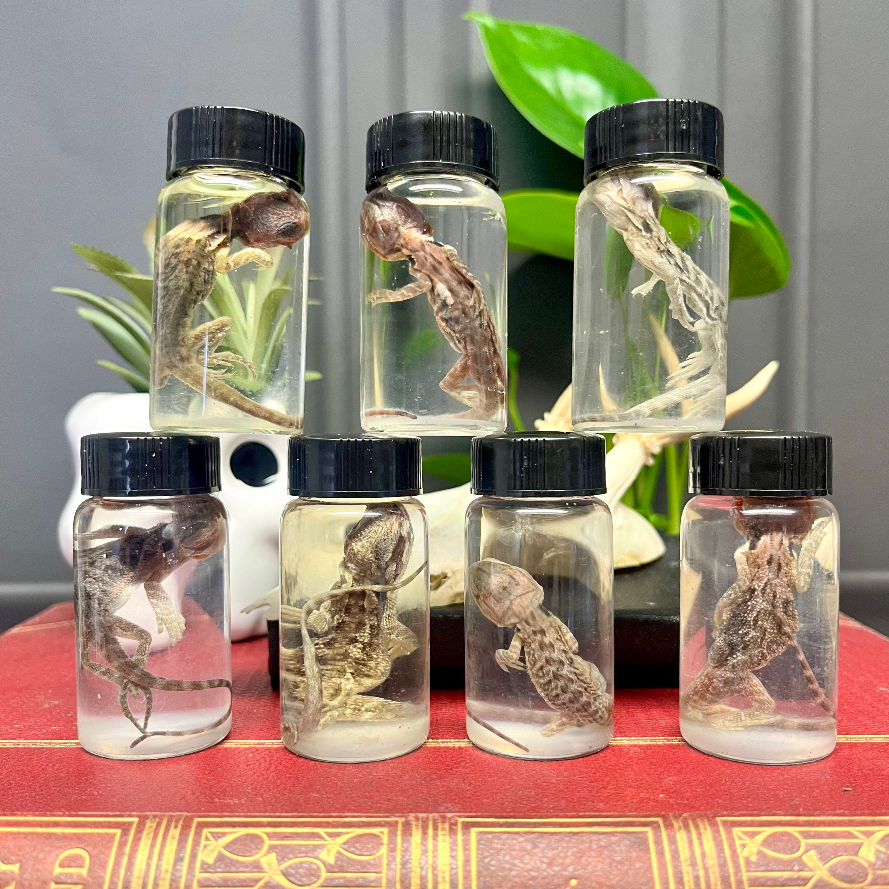 Wet Specimen Bearded Dragon Lizard - Etsy Ireland Wet Specimen Bearded Dragon Lizard - Etsy Ireland