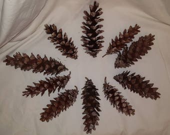 10 Eastern White Pine Cones - multiple lots for sale