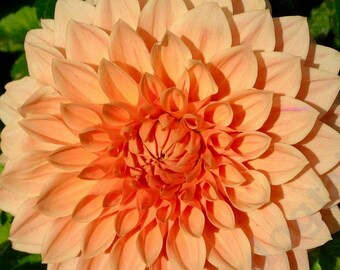 A la mode dahlia