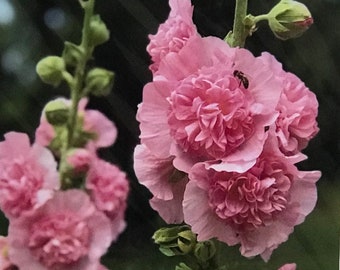 Nature Photography, Pink Flowers Stalks, Unique Wall Art