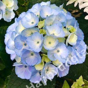 Digital Download, Blue Hydrangea, DIY Home Decor, Original Nature Photography