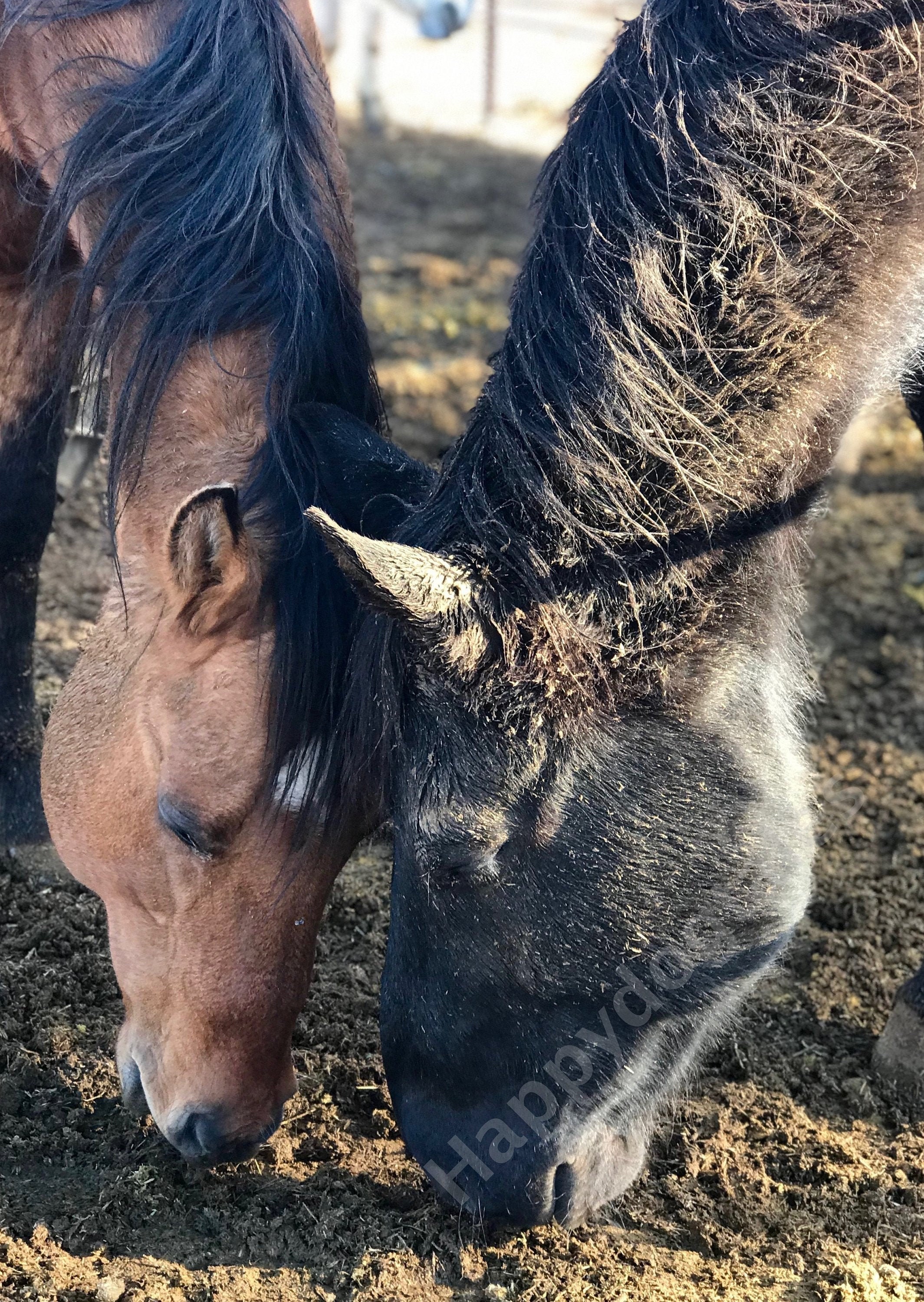 Photography Horses Nose to Nose Unique Gift Under 50 Ranch Etsy