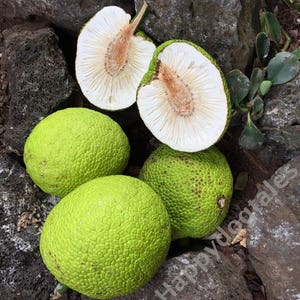 May include: Four green breadfruit, three whole and one cut in half, with the white flesh exposed, on a bed of dark gray volcanic rock.