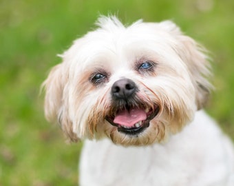 Recette de nourriture thérapeutique maison pour chien pour un chien diabétique