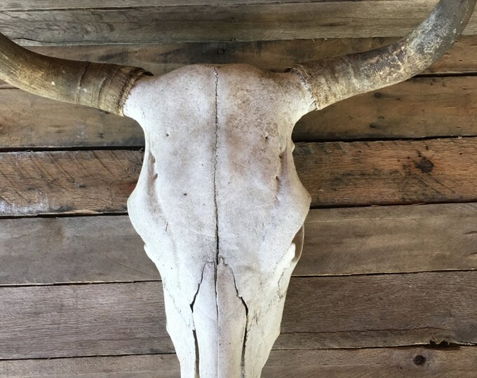 Large Animal Skull Head Farmhouse Decor Art Deco Horns Etsy