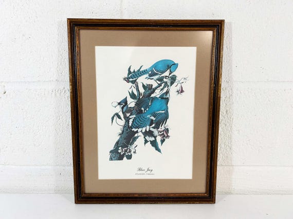 Vintage Blue Jay Print: John James Audubon Birds of America Framed Art