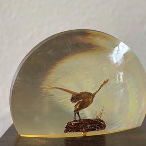 Könnte beinhalten: Dekoratives Briefbeschwerer mit einer kleinen, braunen Vogelskulptur, die in einem klaren, kuppelförmigen Harz eingeschlossen ist. Der Vogel steht auf einem Holzstück mit Gras. Das Harz hat einen perlmuttartigen Glanz.