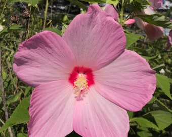 Native Hibiscus Swamp Rose Mallow Seeds (Hibiscus moscheutos)