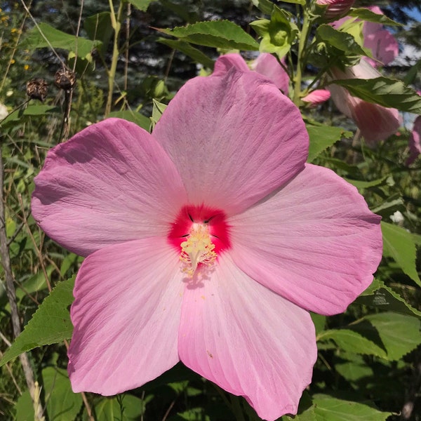 Native Hibiscus Swamp Rose Mallow Seeds (Hibiscus moscheutos)