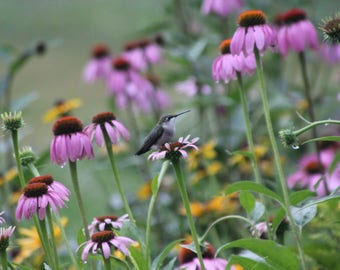 Pollinator Quick Spring Seed Mix