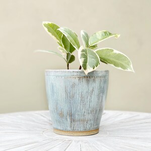 May include: A small potted plant with green and white variegated leaves. The plant is in a light blue ceramic pot with vertical textured lines. The pot sits on a white, patterned surface.