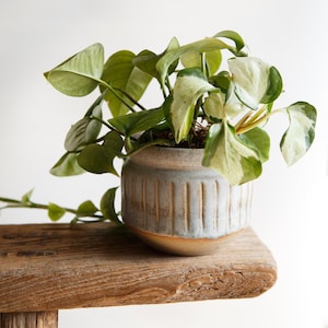 May include: A potted pothos plant with variegated green and white heart-shaped leaves sits in a round, light blue and tan ceramic planter. The planter features a textured, vertically ribbed design around the middle and a smooth, rounded base.