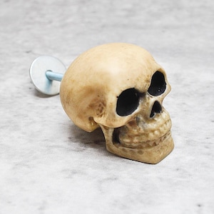 May include: A beige skull-shaped cabinet knob with black eye sockets and a metal screw.
