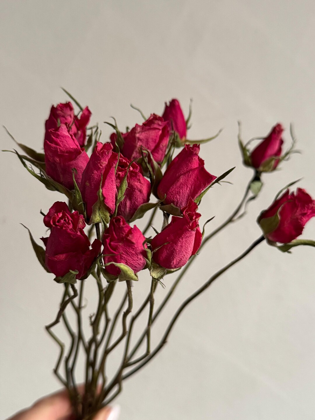 Natural Dried Roses – Preserved Flowers for Decor, Crafts & Gifts - Etsy