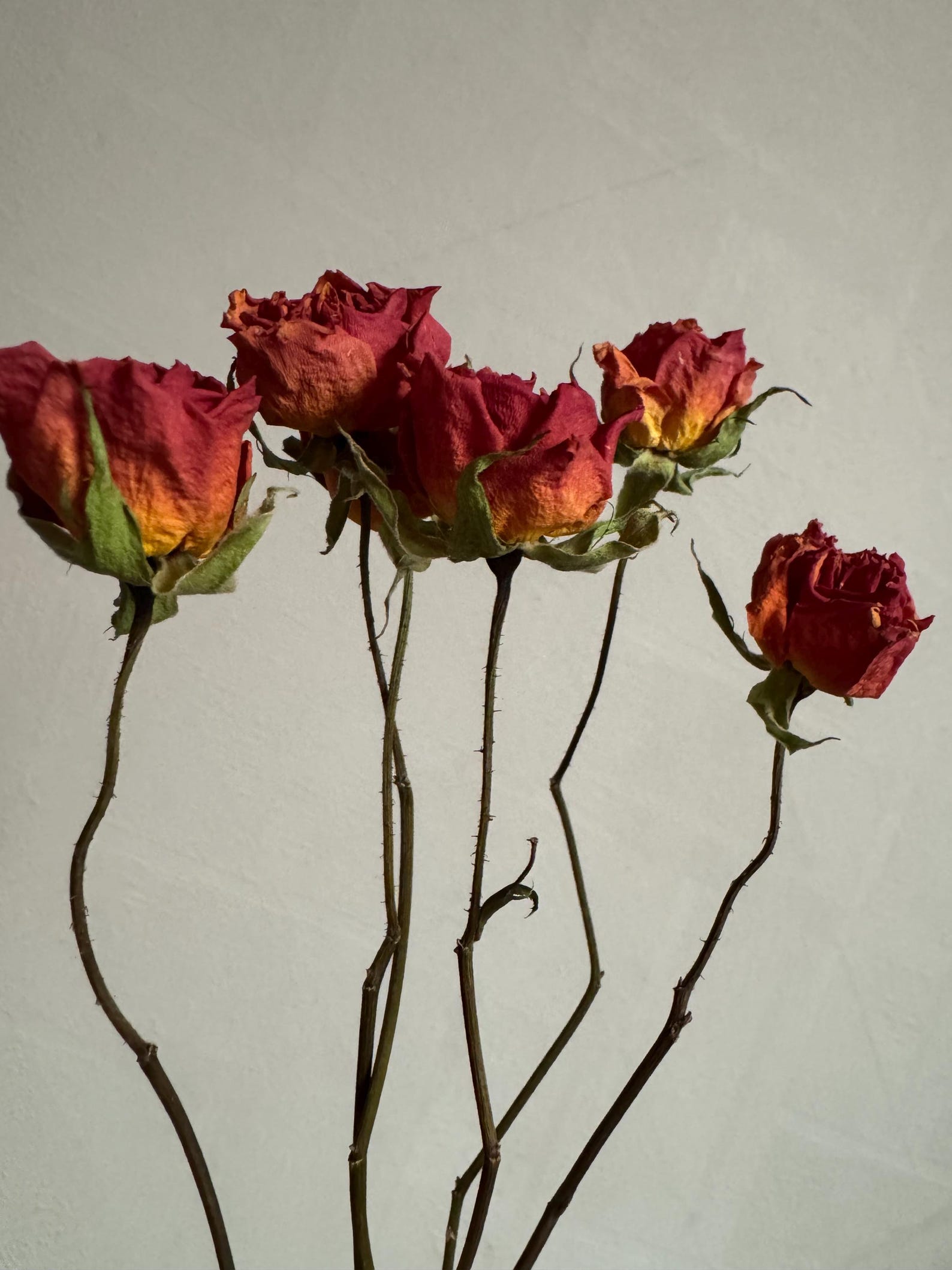Natural Dried Roses – Preserved Flowers for Decor, Crafts & Gifts - Etsy