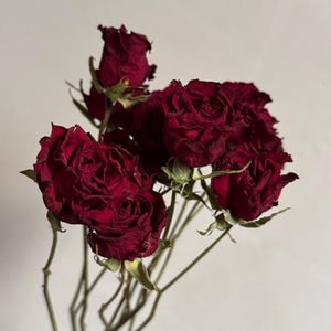 Natural Dried Roses – Preserved Flowers for Decor, Crafts & Gifts - Etsy