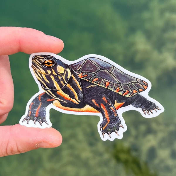 Painted Turtle Vinyl Sticker | Waterproof Decal | Painter Turtle | Hand Painted | Nature Stickers | Weatherproof | Turtle Sticker | Outdoor