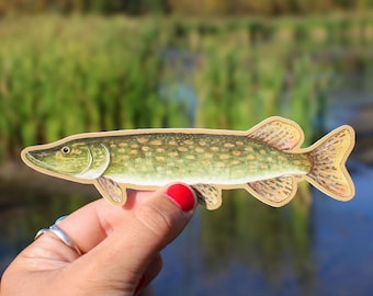 Northern Pike Decal | Waterproof | Pike Sticker | Panfish | Tackle Box Sticker | Fathers Day Gift | Fish Stickers | Fishing Gift | Pike Art