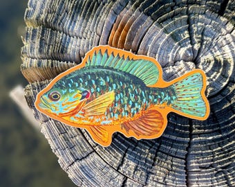 Calcomanía de vinilo de pez calabaza / Impermeable / Pegatina de pez luna / Pegatina de panfish / Pegatina para caja de aparejos / Regalo del Día del Padre / Pegatinas de peces / Regalo de pesca