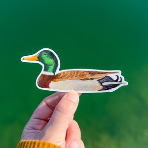 Mallard Duck Sticker | Vinyl Mallard Decal | Waterproof | Bird Sticker | Birding Sticker | Nature Stickers | Bird Hunting | Wildlife Art