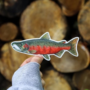 May include: A sticker of a salmon with a red belly and green and black scales. The sticker is held in a hand against a background of stacked wood rounds.