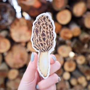 Morel Mushroom Sticker | Waterproof Vinyl Decal | Mushroom Bumper Sticker | Morel Mushroom Sticker | Fungi | Plant | Hand Painted Mushroom