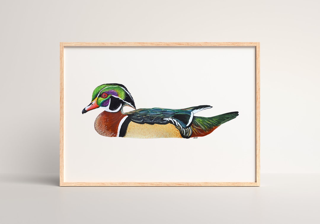 Wood Duck Print Wood Duck Wall Art Wood Duck Artwork Wood Duck Painting