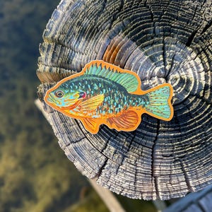 May include: A vibrant sunfish sticker in shades of blue, green, orange, and yellow, placed on a weathered wooden post. The background shows water. This sticker is a great gift for fishing enthusiasts. The sticker is approximately 10 cm in length.