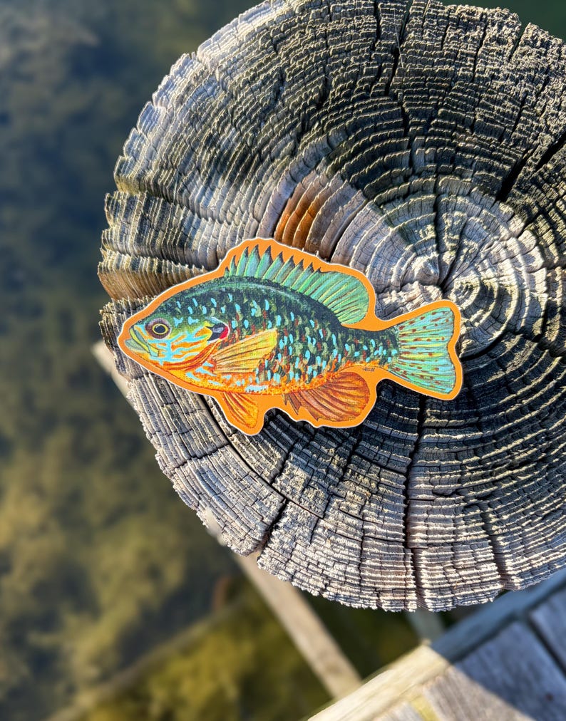 May include: A vibrant sunfish sticker in shades of blue, green, orange, and yellow, placed on a weathered wooden post. The background shows water. This sticker is a great gift for fishing enthusiasts. The sticker is approximately 10 cm in length.