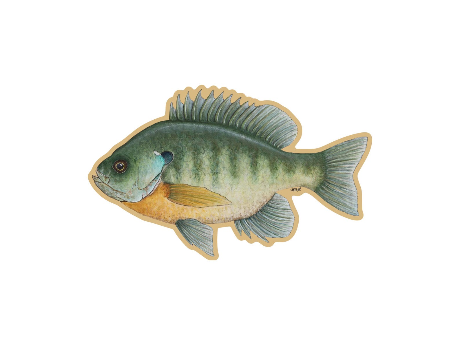 Bluegill Sticker | Fish Vinyl Decal | Waterproof | Bluegill | Panfish ...